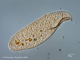 Muerte en el microcosmos