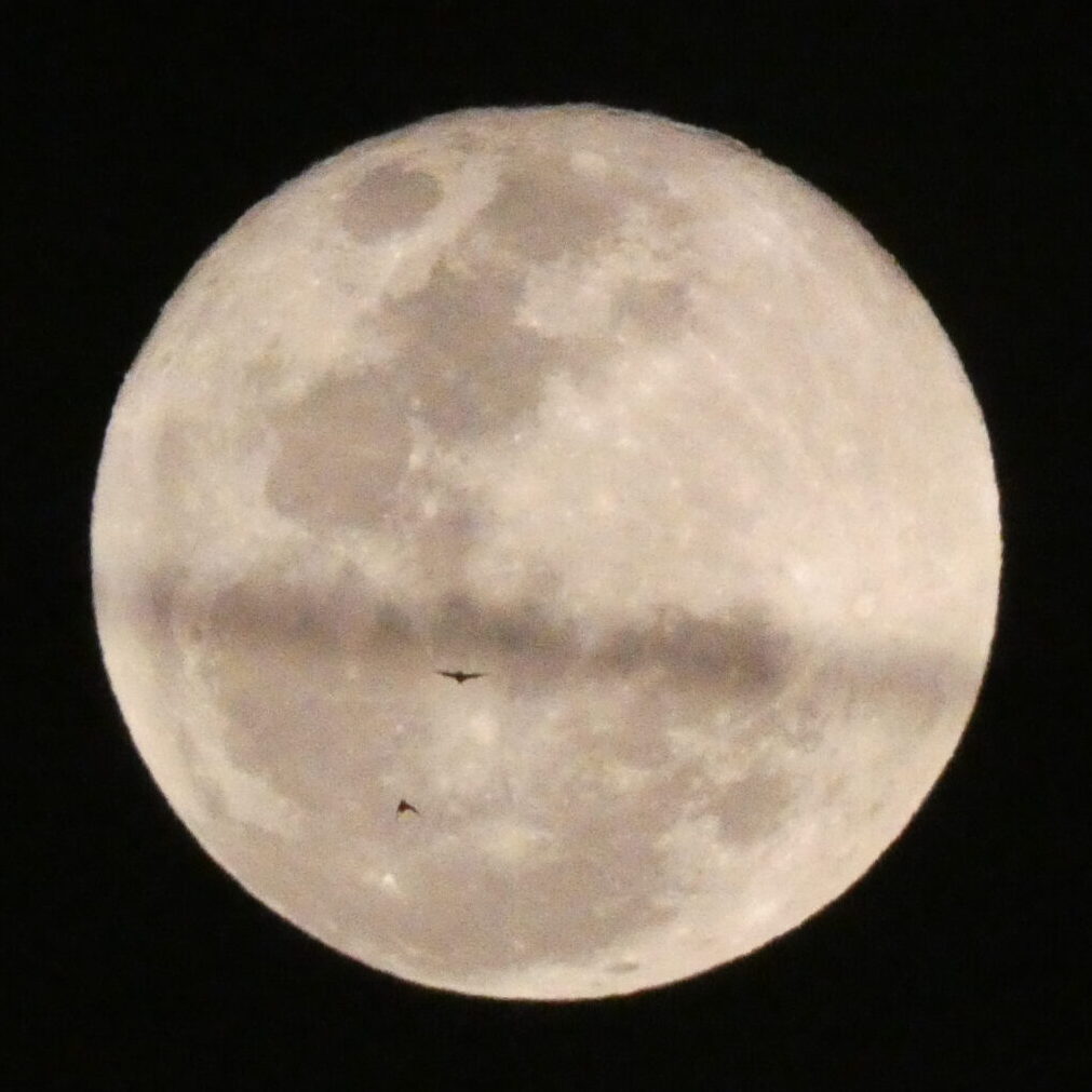 Murciélagos volando hacia la luna