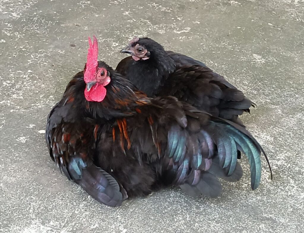 Parejita de gallo y gallina miniatura negros.
