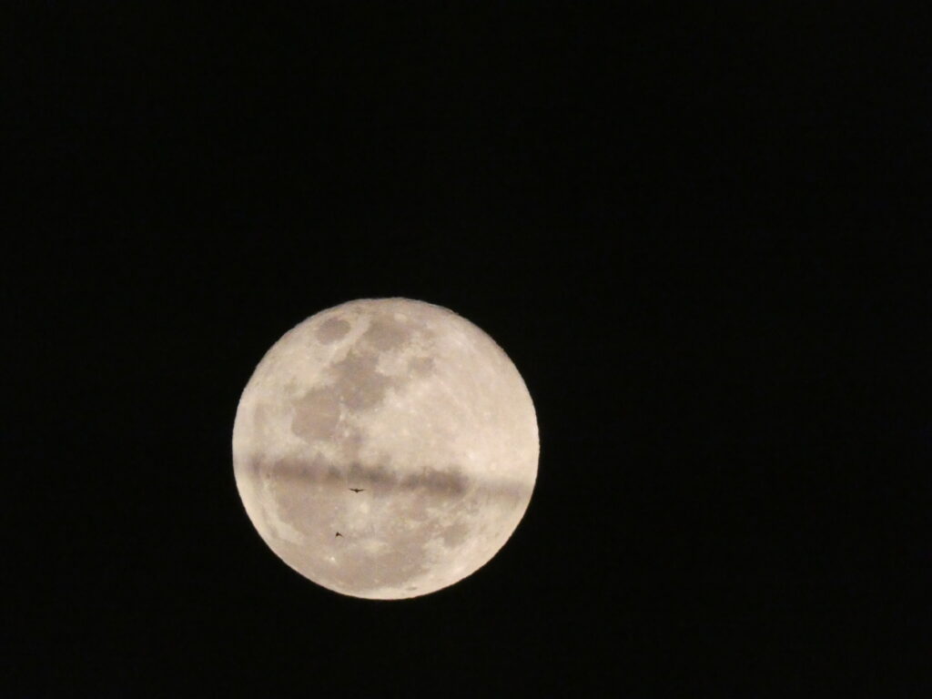 foto de luna llena con dos murcielagos volando en primer plano